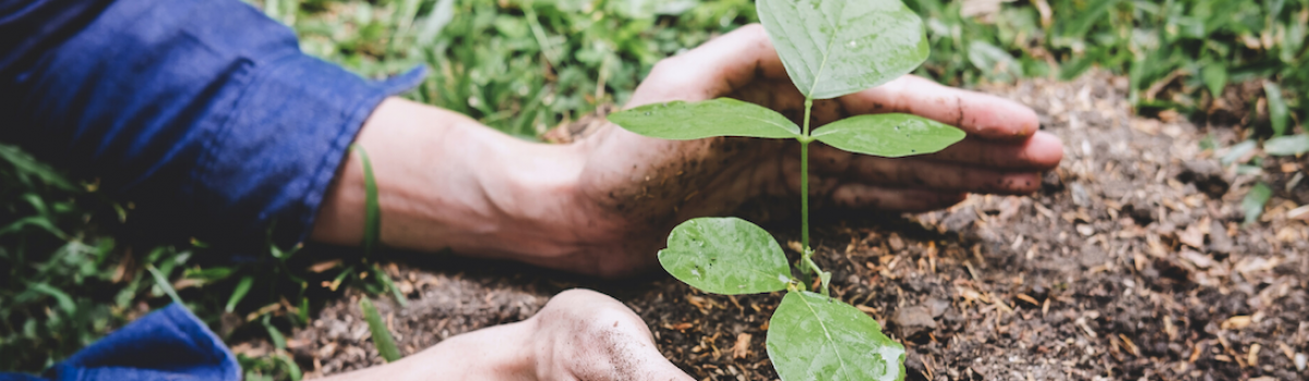 EMBALAJE AMIGABLE CON EL MEDIO AMBIENTE:  Como una estrategia sustentable es útil para el medio ambiente y para la eficiencia de su empresa